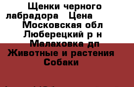 Щенки черного лабрадора › Цена ­ 3 000 - Московская обл., Люберецкий р-н, Малаховка дп Животные и растения » Собаки   